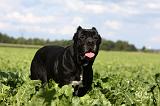 CANE CORSO 888